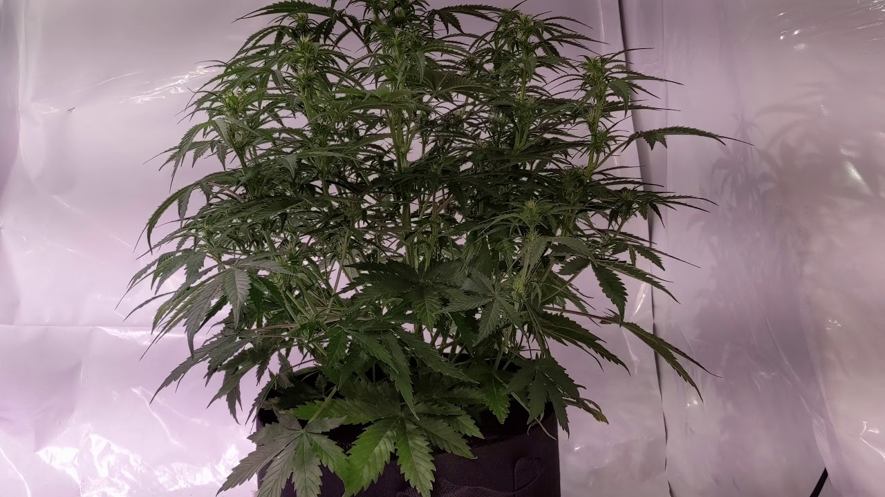 Cream of the Crop Cash Crop Auto - Day 37