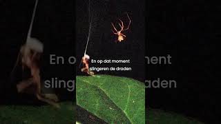 Deze nieuwe spinnensoort knalt mieren zijn web in