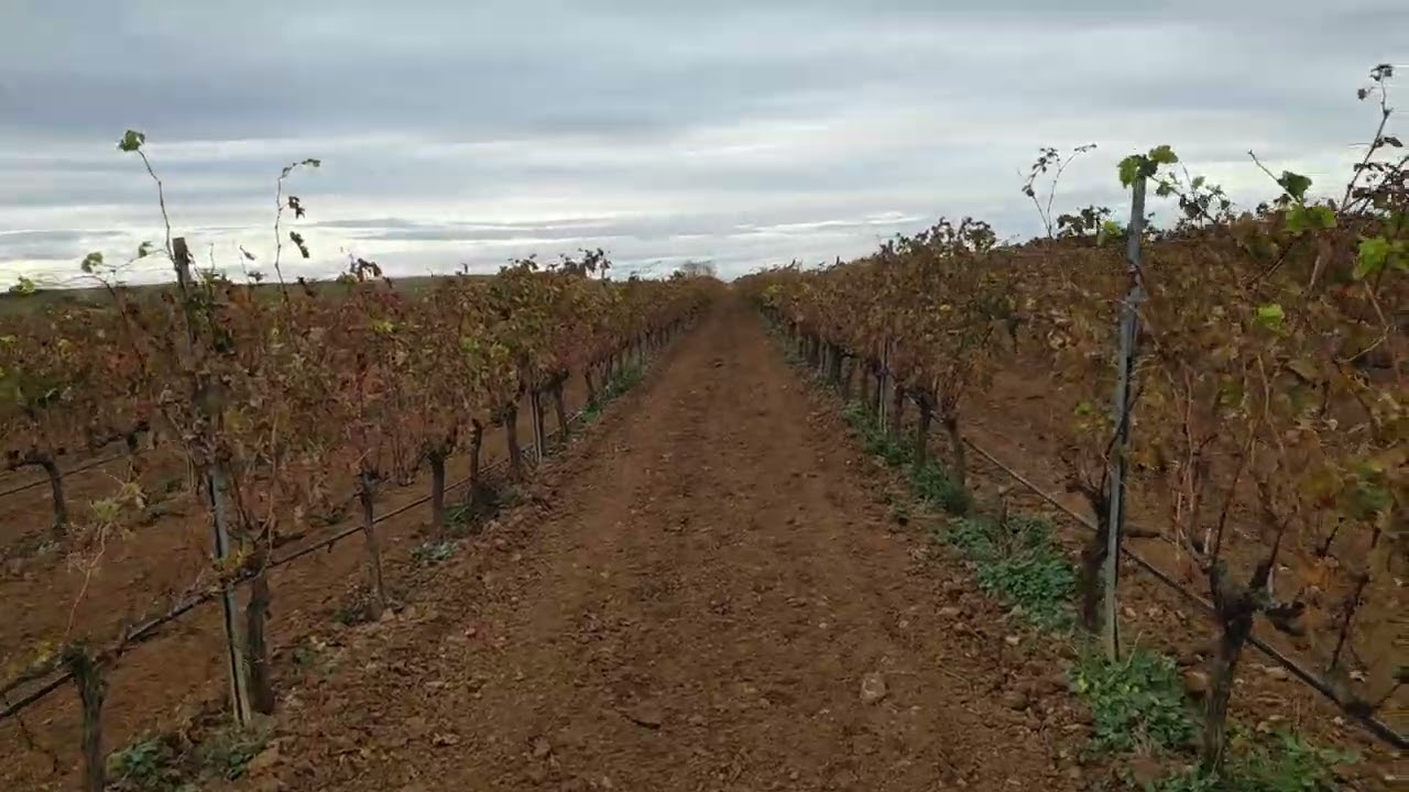 Sembrando cubiertas en viña (ecoesquemas)