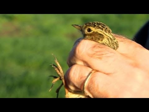 Video: Dödar ängslärkor andra fåglar?