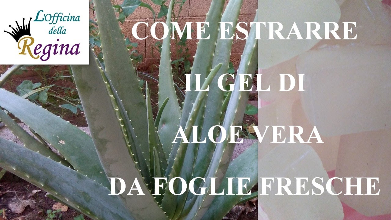 crema aloe fatta in casa