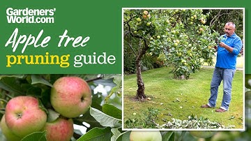 How to PRUNE APPLE TREES in summer for MORE FRUIT | David