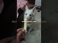 Snowy : apna kaam hogya bone chahiye cute duggu always masti #cute #dog #dogs #animals #doglove