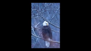 Build Passive Income with Eagle Focus | WP CV Builder Plugin for Resume Sites