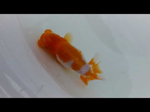 DSCF9802