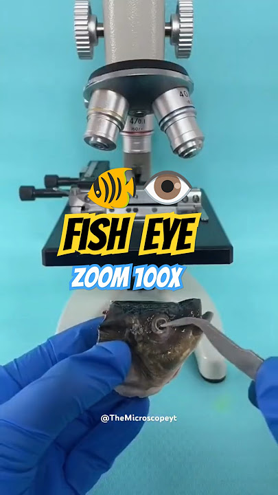 🐠 Fish eye under microscope | Fish Eye Zoom #microscope #zoom #fishing #fish #eyes