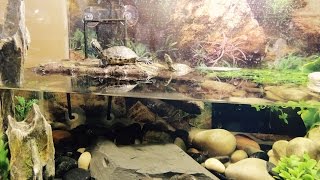 10 Gallon Turtle Tank