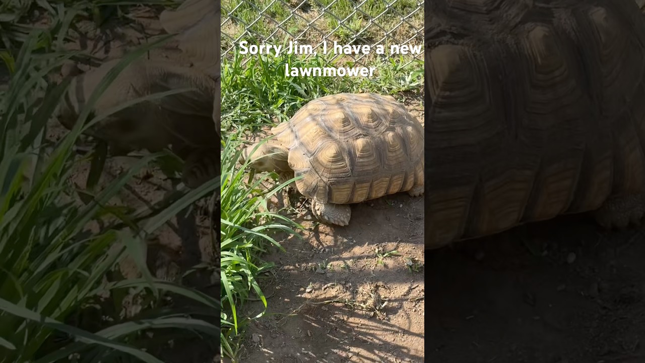 #sulcatas #tortoises #grasseatingtortoise #queaquatics