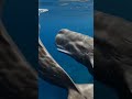 Titans of the Deep: Bull Sperm Whale Showdown#SpermWhale