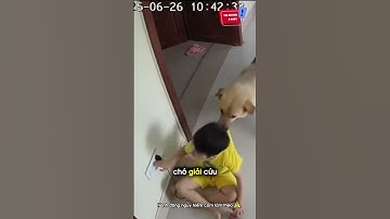Chú chó cứu cháu bé khỏi điện giật: #shorts