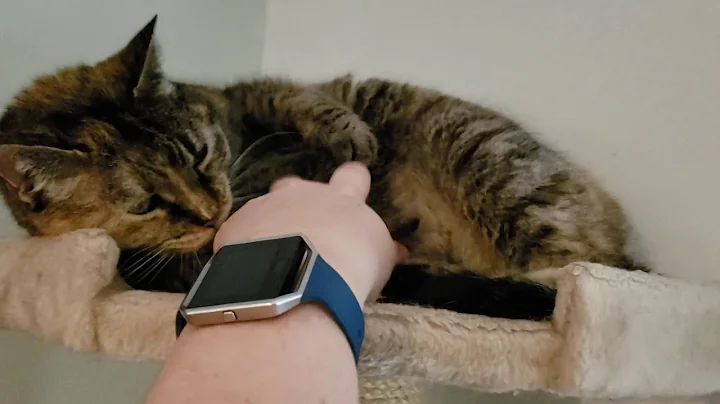 Proof of life video 2