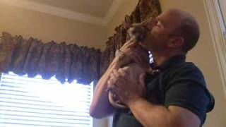 Sphynx Butterball - Ep 87 - ZERBERTS!