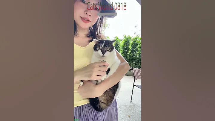 Video 10997661: cat fight compilation funny, fight sounds cat funny, compilation happy cat, cats hate water funny