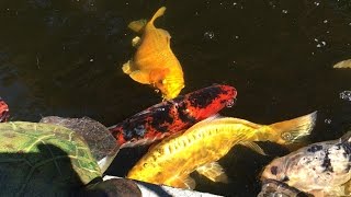 KEEP HERONS FROM EATING KOI AND GOLDFISH IN THE POND TIPS AND TRICKS