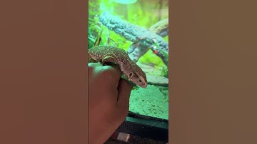 SAVANNAH MONITOR WALKS ON HAND #reptiles #monitorlizard