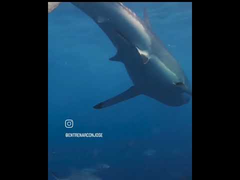 Megalodon III