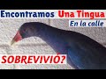 ENCONTRAMOS AVE SILVESTRE EN LA CALLE / Rescuing Endangered Migratory Bird in Bogota Colombia. #129