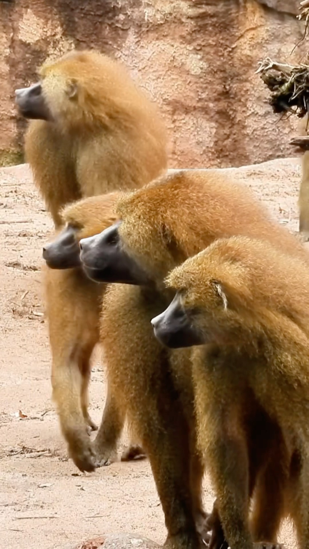 Big Monkeys In The Zone