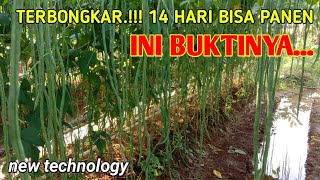 TEMUAN BARU.!!! PANEN KACANG PANJANG UMUR 14 HARI || agriculture (pertanian)