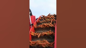 Modern Carrot Harvesting Machine: Boosting Efficiency in Farming #agriculturemachines#carrotfarm