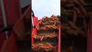 Modern Carrot Harvesting Machine: Boosting Efficiency in Farming #agriculturemachines#carrotfarm