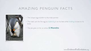 The Emperor Penguin - Evidence For Evolution .org