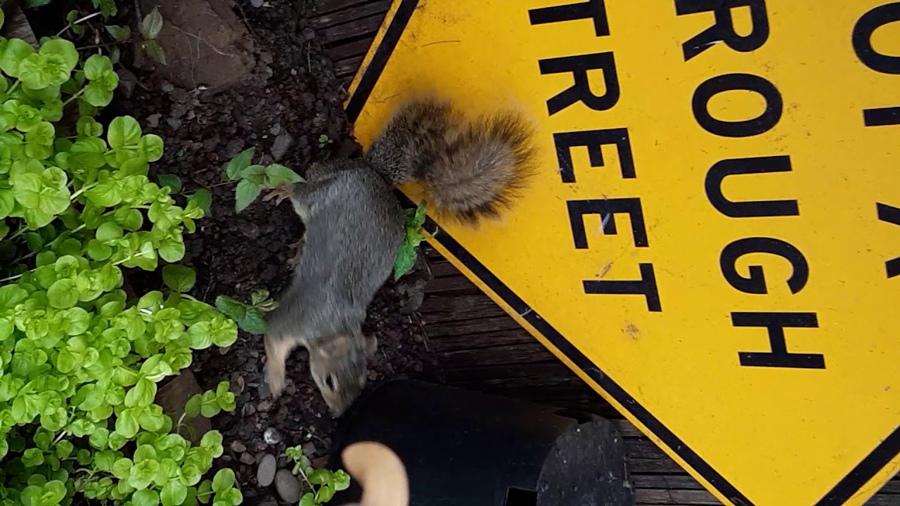 Mama squirrel fed for the second time (don't bite my finger). YouTube