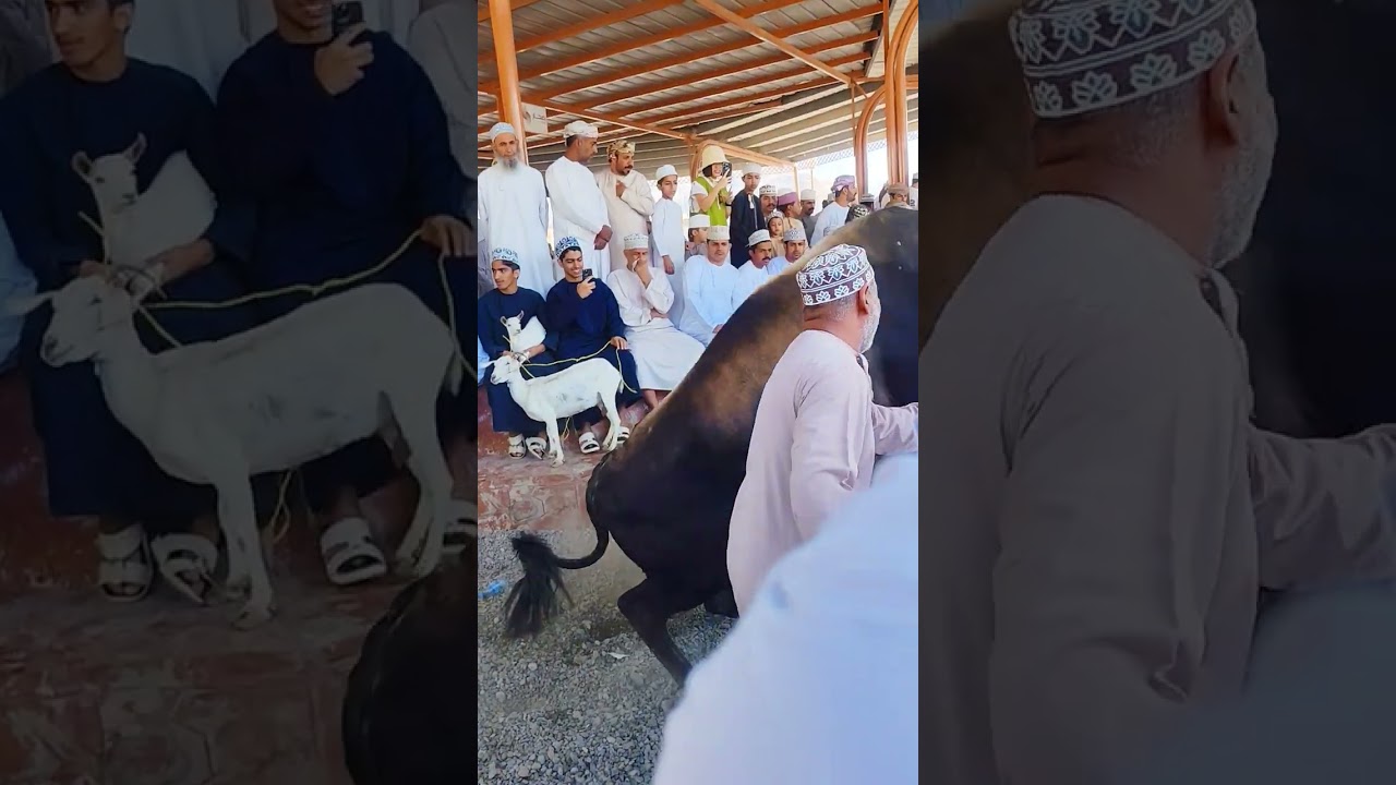 سوق نِزوى في عمان: كيف ازدهرت مزاد العجول قبل رمضان#سوق_نزوى #عمان #مزاد_العجول