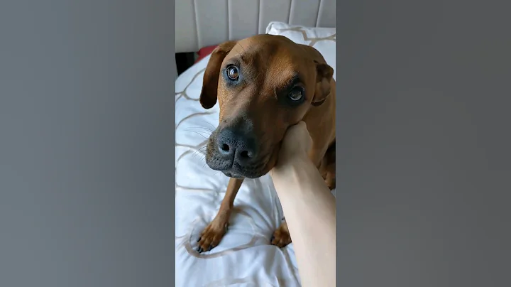 How to get your dog to stop chasing cats