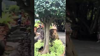 Nong Nooch Tropical Garden - Going to Sky Garden