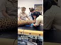 海の奇跡。運命に弄ばれ、それでも生き抜いたジャガー。