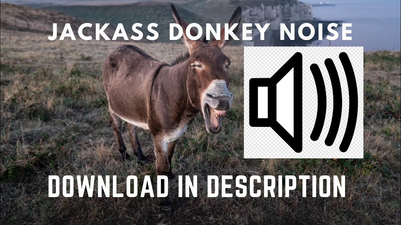 Jackass DONKEY noise sound effect HeeHaw. Fail, Meme sound. Download