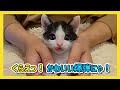 🔴【にこりら】くっきー&くりーむのミルクゲリラ🍼