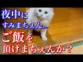 夜中にやって来た腹ぺこな野良猫がすごい食べっぷりで可愛い