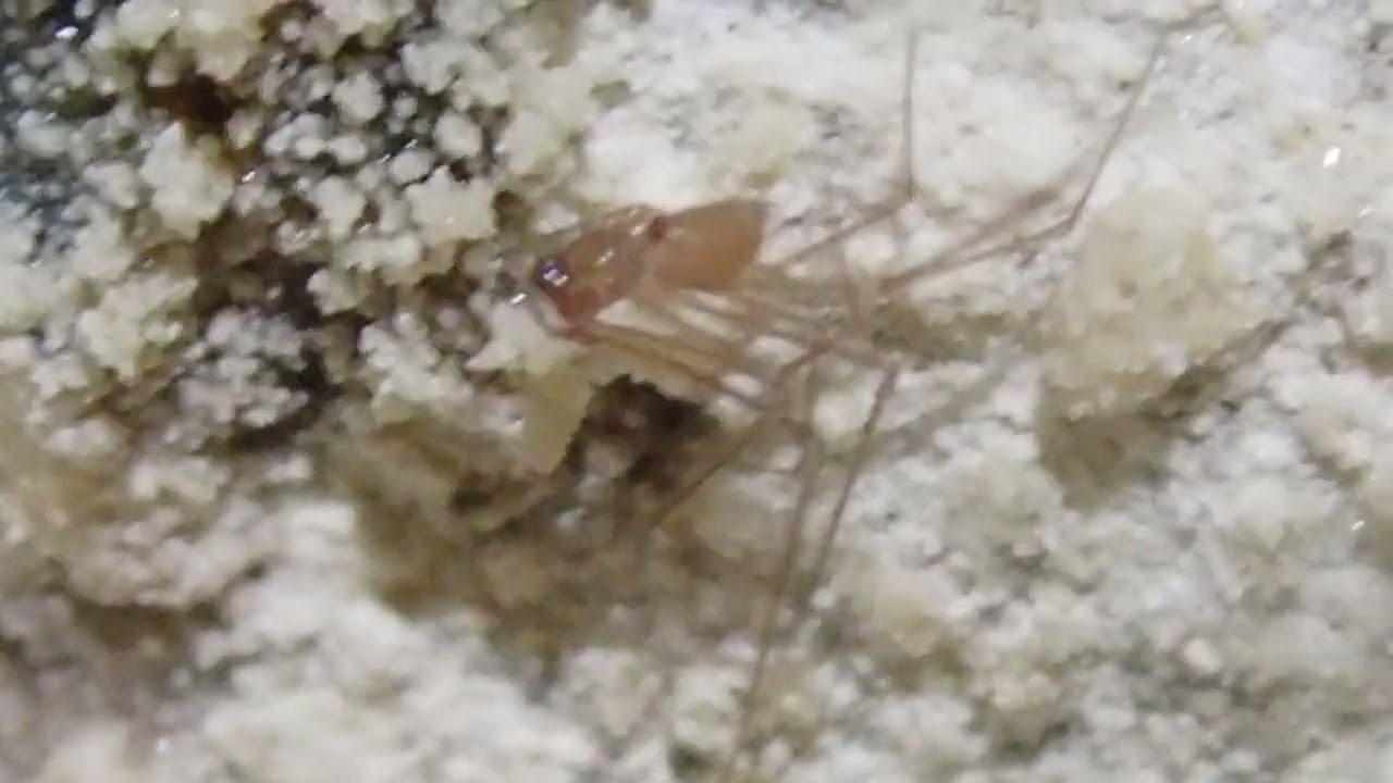 Newly Discovered Alpine Cave Spider | Troglobitic Species from New Zealand