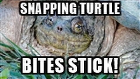 Big Snapping Turtle Bites Stick