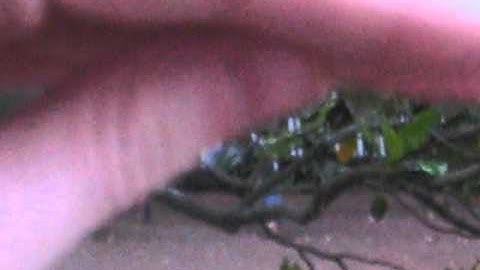 Who Dat? Who Dat? Yo Tell Me Where It