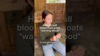 Download Lagu How to pull blood from goats MP3