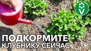 🍓ХОТИТЕ МНОГО КРУПНОЙ И СЛАДКОЙ КЛУБНИКИ? Подкормите ЭТИМ удобрением во время цветения