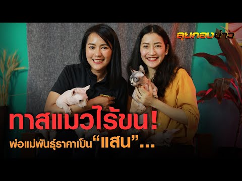 สัตว์เลี้ยงแปลก “แมวไร้ขน” ราคาหลักแสน!! I ลุยกองข่าว2020#233