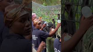 Süß Verpasse Die Bonobos Nicht