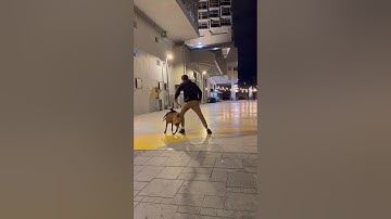 Tussen de benen: Ruimtelijke controle, geen trucje | Prompt & Dogs