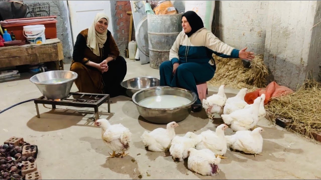 مرات الاخ الحنينه رزق جت تبارك ليا على فتح المحل بتاع حسام قبلتها باحلى روتين فى البيت فراخ بيضه🐔