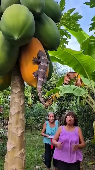 Mau Ketawa Takut Dosa 🤣🤣 #funny #comedy #ngakak #viralshorts #fyp #foryou #shorts #guyonguyonchannel