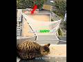 The Most Heartwarming Cat Rescue 🐱❤️ #shorts