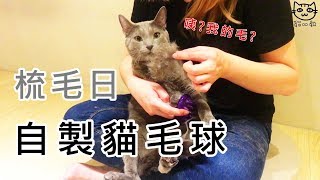 【貓欸健康】貓毛球玩具DIY貓毛出在貓身上梳毛篇貓欸
