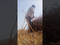किस किस ने farming ki hai comment में बताओ 👩🌾👩🌾👩🌾🤩🤩✅#shorts#vlog #minivlog #viral #farming