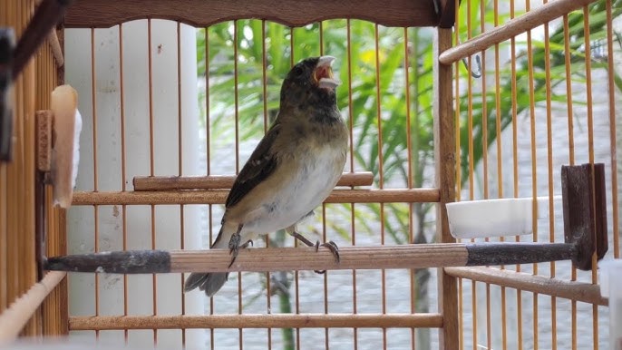 Papa-capim-de-costas-cinza(Dubois's Seedeater)