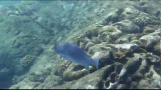 HonoluaBaySilent.wmv