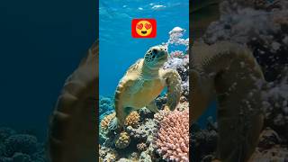 #most #popular #top#famous #cute #viral#trending #shorts 2026